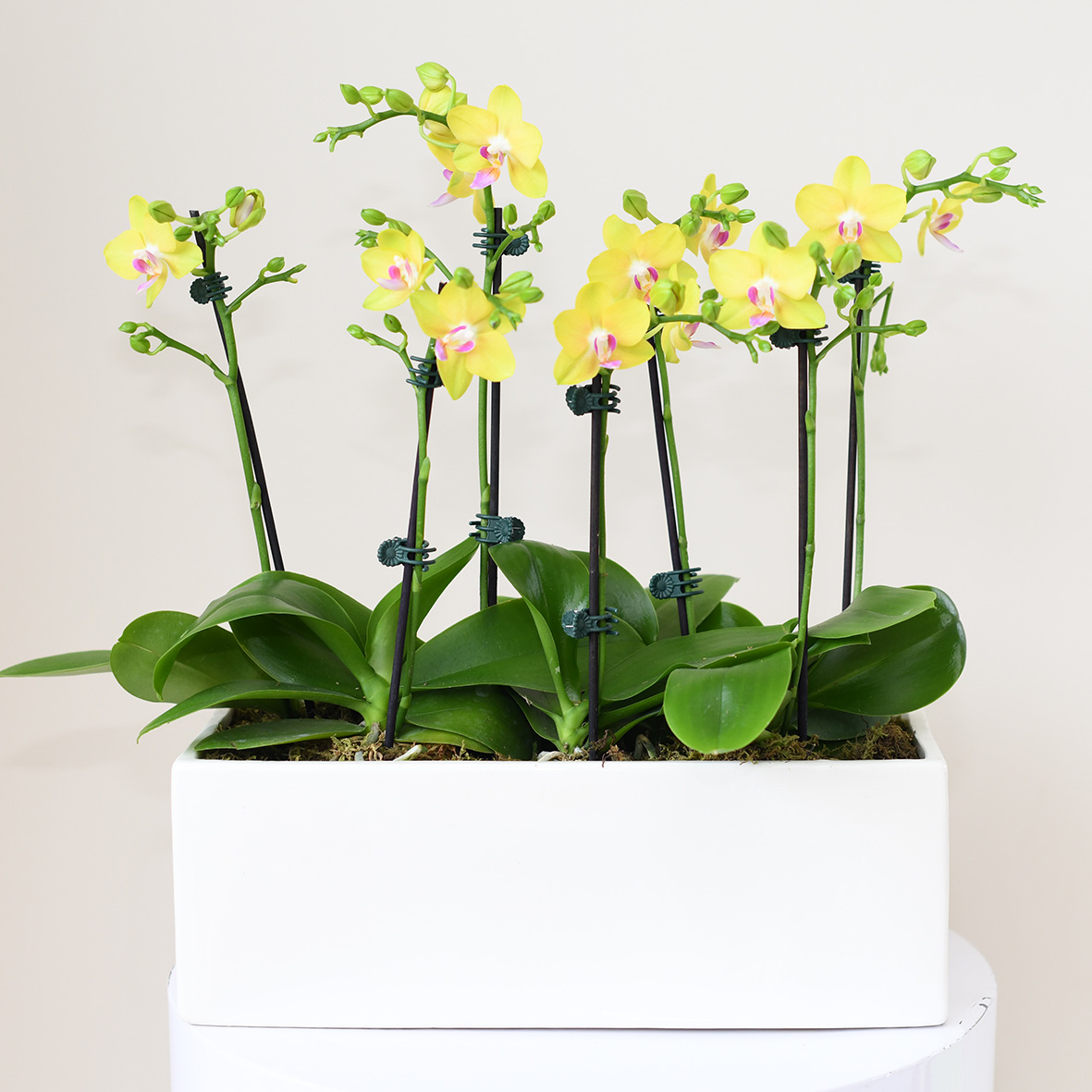 Potted Orchids Delivered Sydney