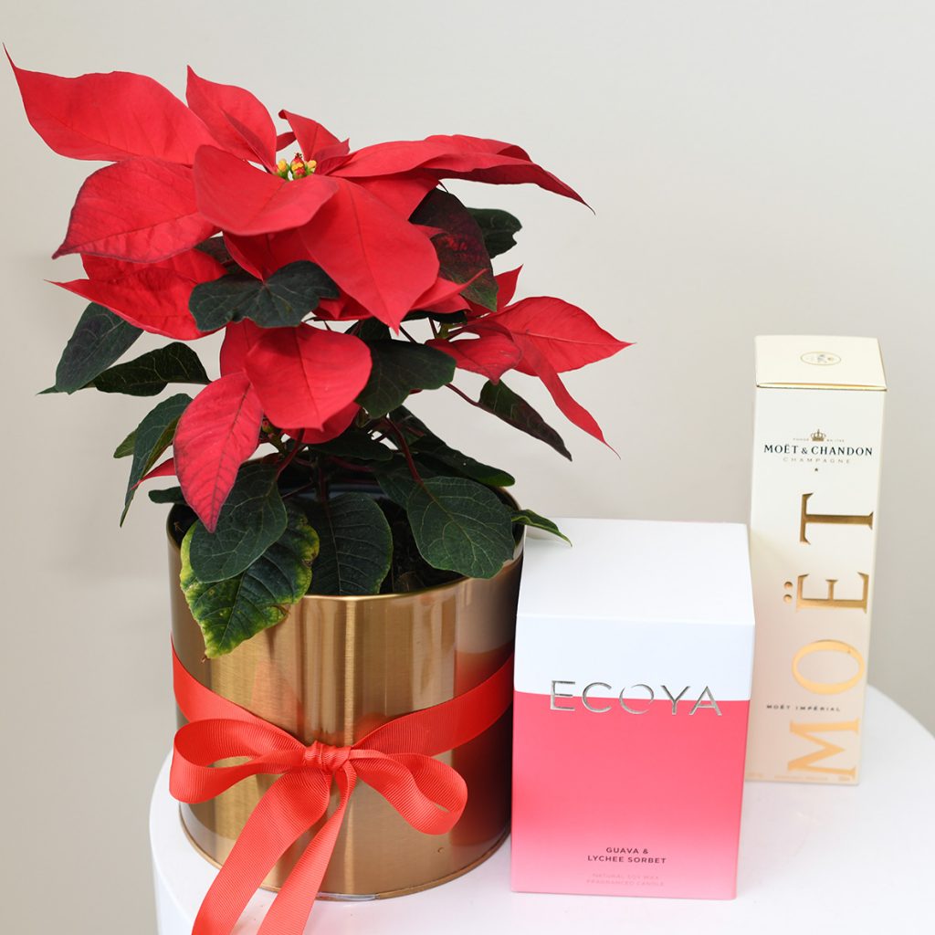 Poinsettia  & Christmas Gifts